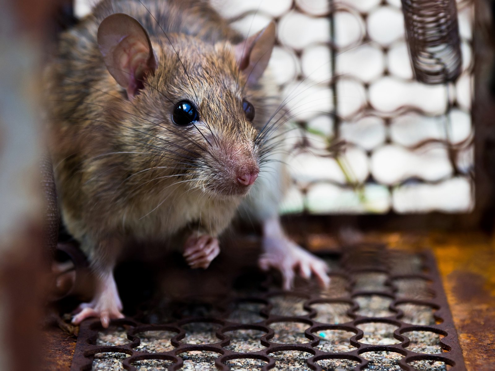 Great Lakes Pest Control Co