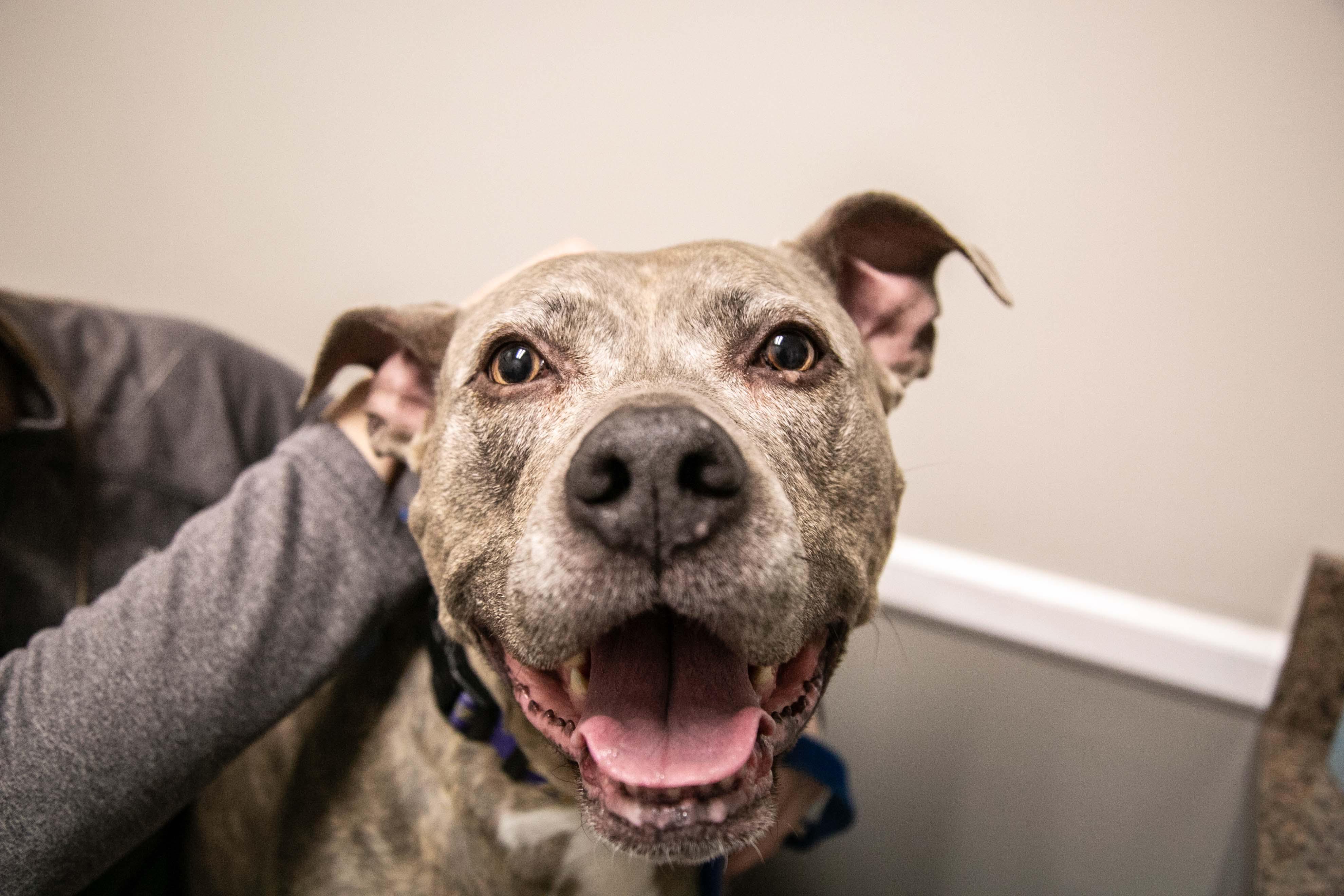 Just one of the many sweet faces of Parkville Animal Hospital!
