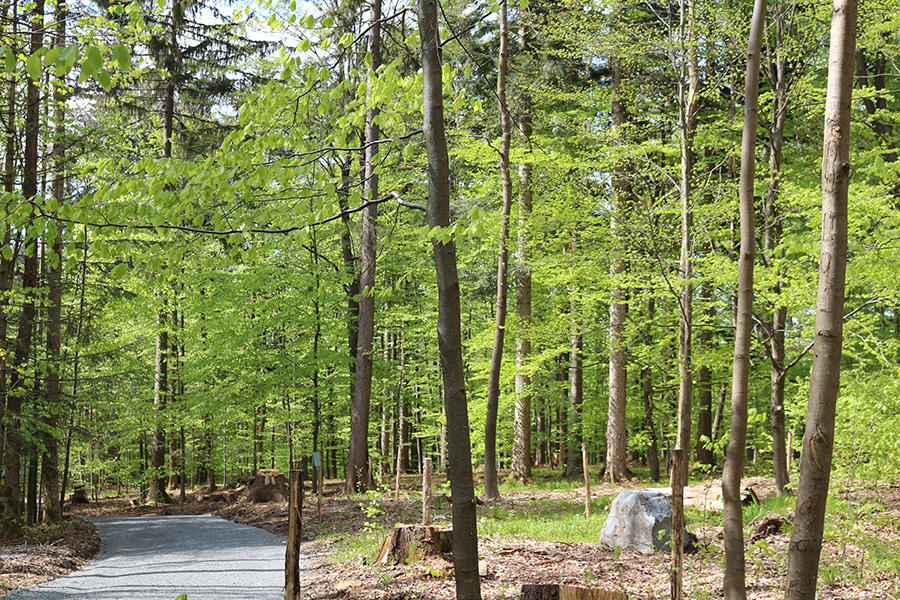 Bild 2 Wald- und Naturfriedhof Frankenwald in Presseck