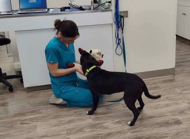 Images VCA AVH Animal Hospital