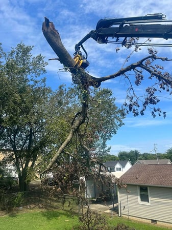Images A1 Tree Removal