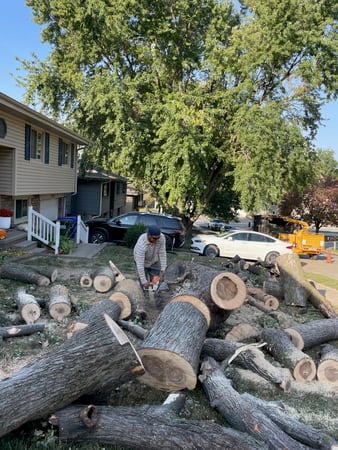Images Martinez Tree Service