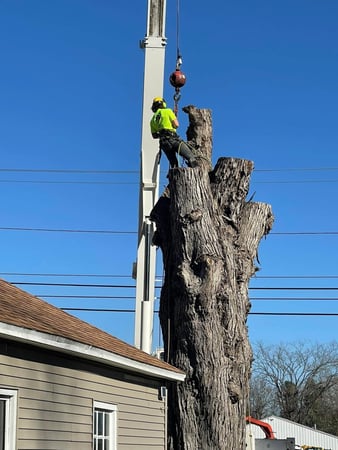 Images Ballston Tree and Property Services