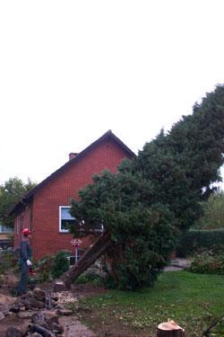 Images Birkely Anlægsgartnere A/S