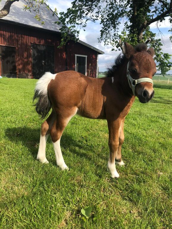 Images Pegasus Veterinär Klinik AB