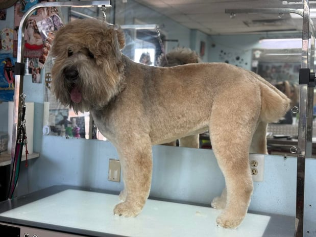 Images A Cut Above Grooming
