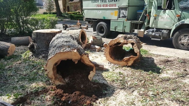Images Huber Tree Expert