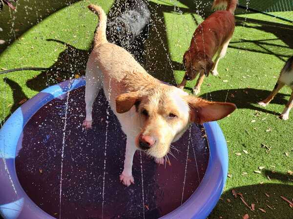 Images Bayside Pet Resort