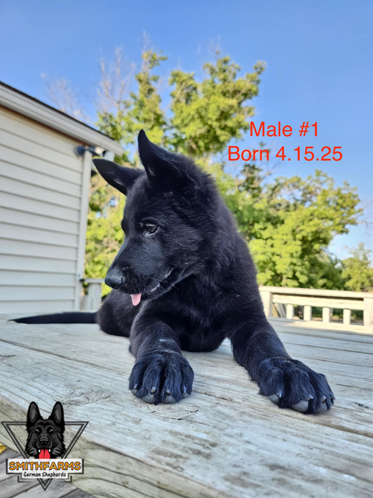 SmithFarms German Shepherds Image