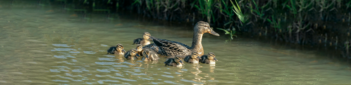 A mother duck and her ducklings.