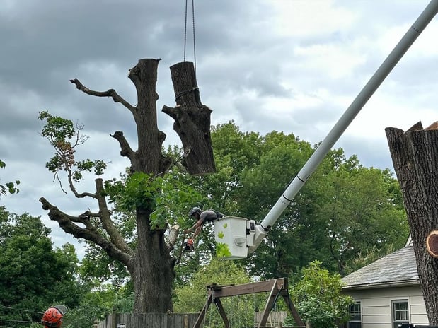 Images Friendly Tree Service Inc