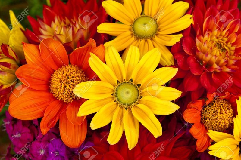 Images Fiorir Di Fiori