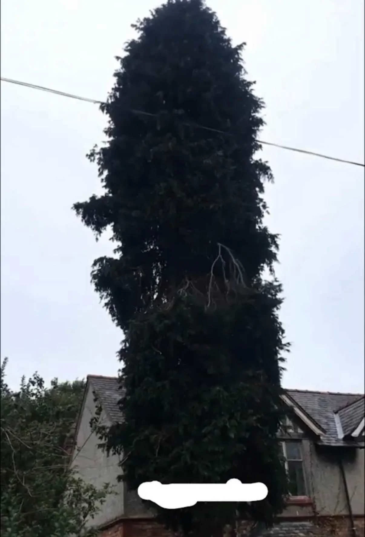 Images Tree Doctors & Landscaping