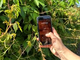 Bilder Invaphyt GmbH