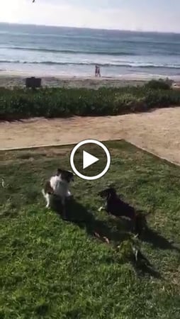 Images Del Mar Doggers dog walking, dog sitting, overnight stays