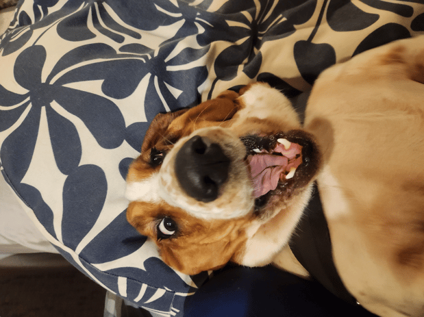 Images VCA Morris Plains Animal Hospital