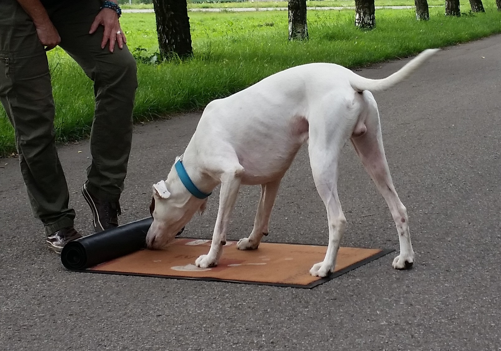 Hundeschule Alexandra Tikal Oerschleißheim, Alte Dorfstrasse 17 in Haimhausen Oberndorf