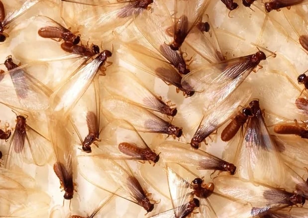 Images No Fly zone Inc