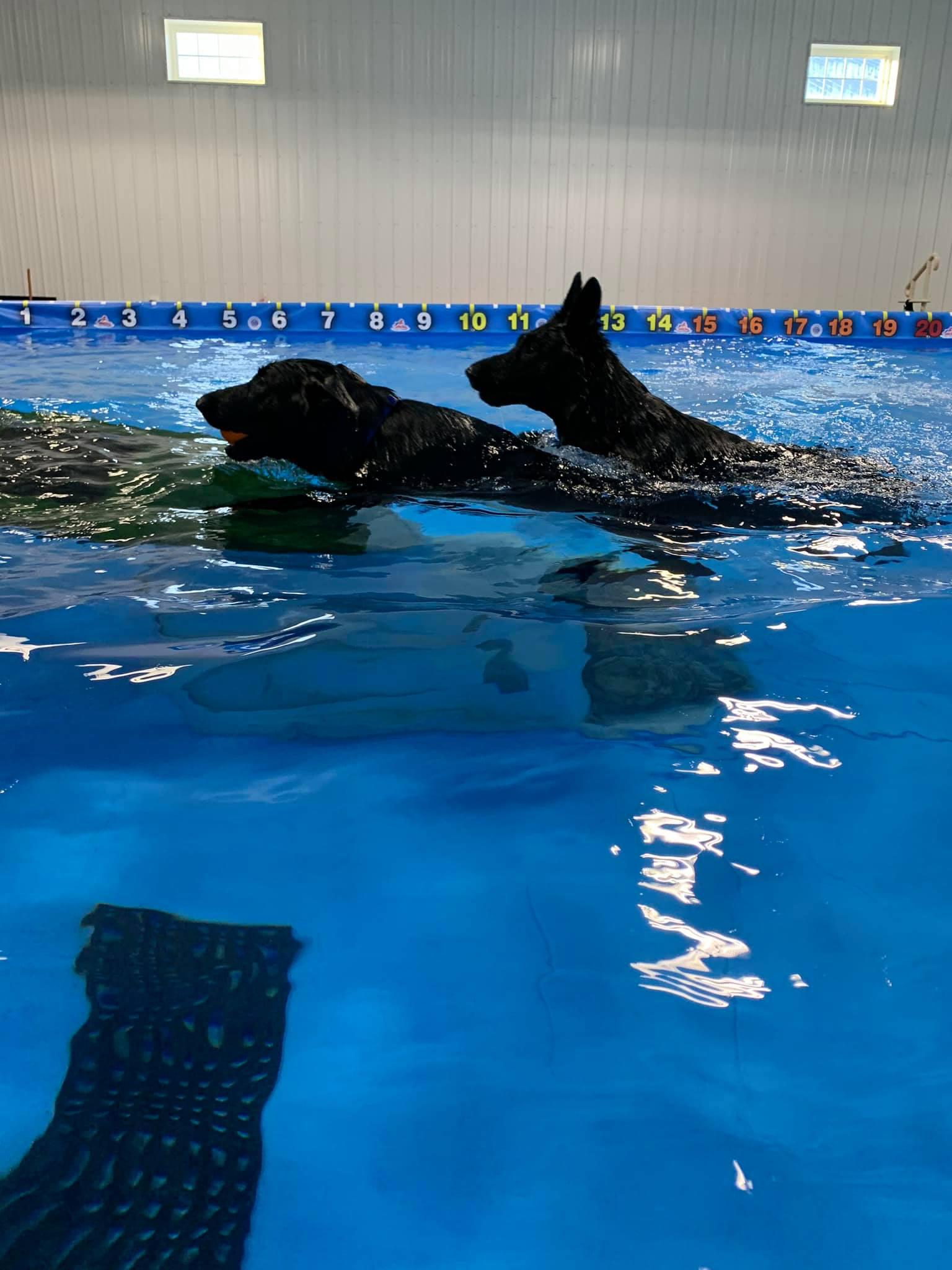 Rocket Dogs k-9 Aquatics & Wellnes Center Photo