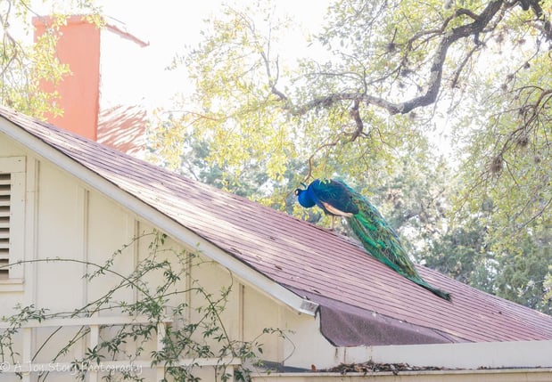 Images A Joy Story Photography