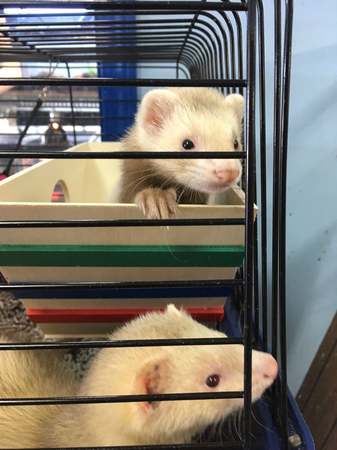 Images Greentree Pet Center