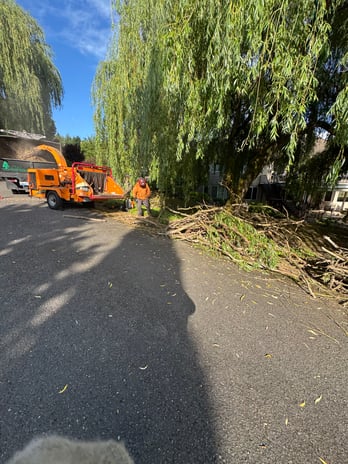 Images Alexa's Tree Service