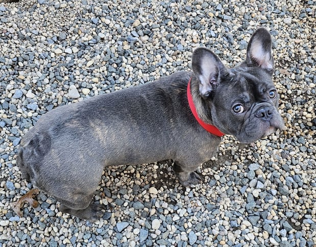 Images ABC's of Dog Training