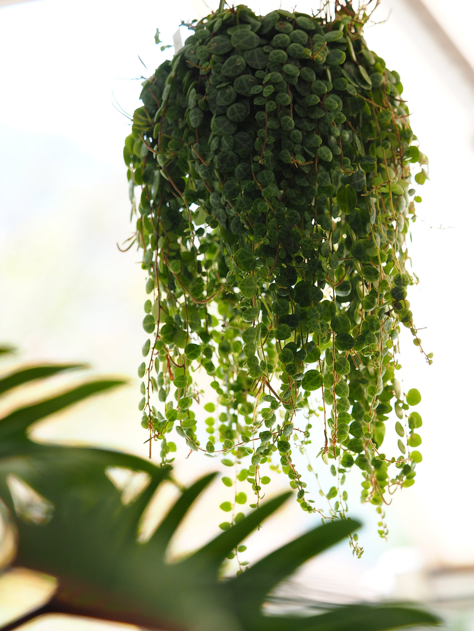 INFLUR Blumenladen, Grabenstrasse 34 in Chur