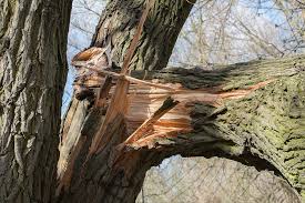 Images J. Daniels' Trees
