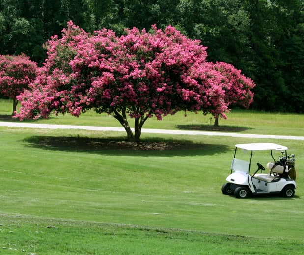 Images A-1 Golf Cars