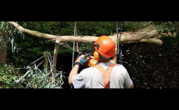 Images Bailey Tree Care