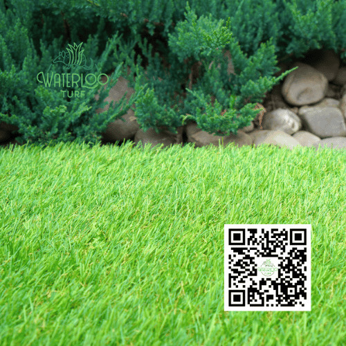 Images Waterloo Turf San Antonio