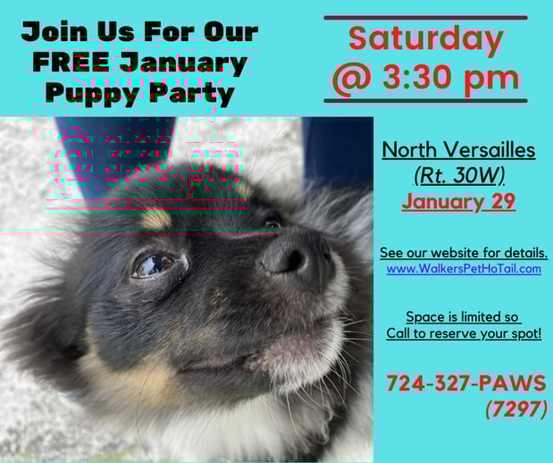 Images Walkers Pet HoTail Pet Care Center