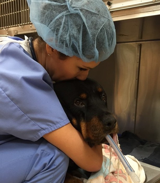 Dr. Gomez comforting Guinness after a dental procedure VCA Stirling Square Animal Hospital Hollywood (954)947-6331