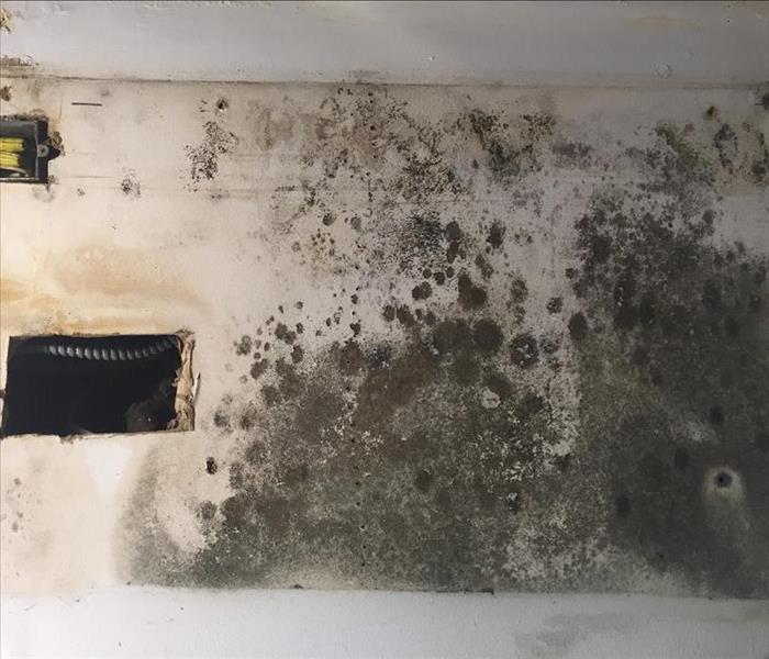 Mold in a Commercial Building
