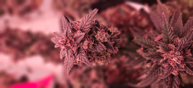 Images The Farm Weed Dispensary - Felton