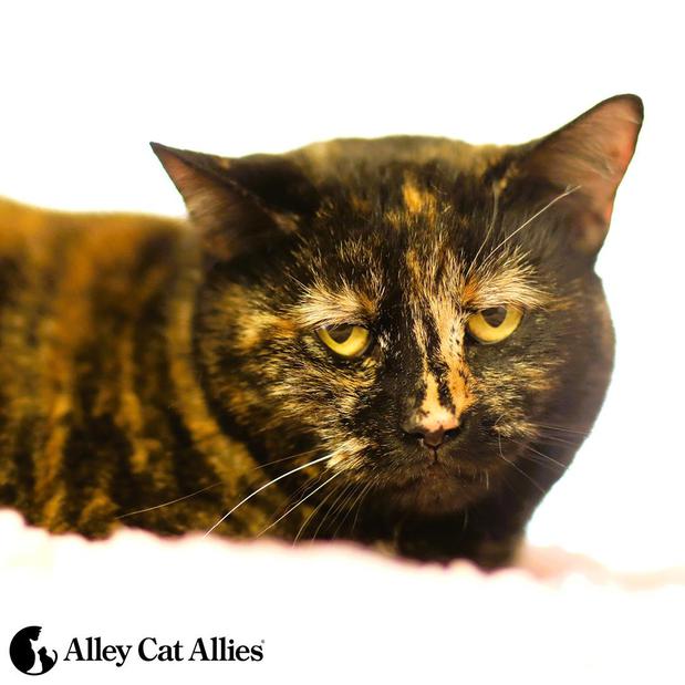 Images Alley Cat Allies