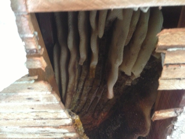Images Willie The Bee Man