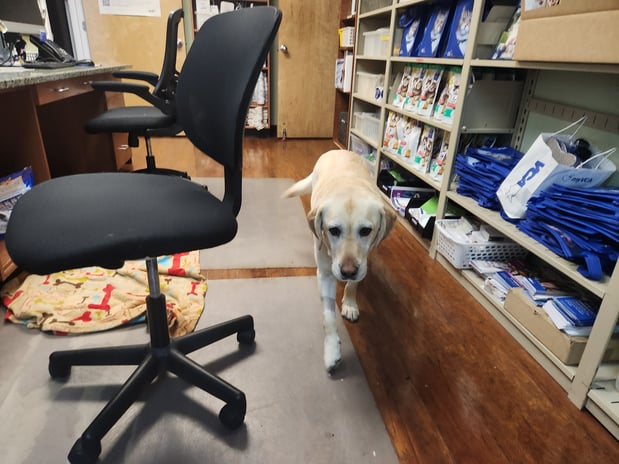 Images VCA Morris Plains Animal Hospital