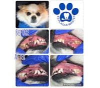 Images K9 Plaque Master Inc.