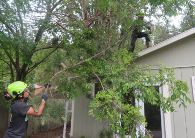 Get your tree trimmed with us! Call now! Earthworks Tree Service Mount Vernon (360)510-5355