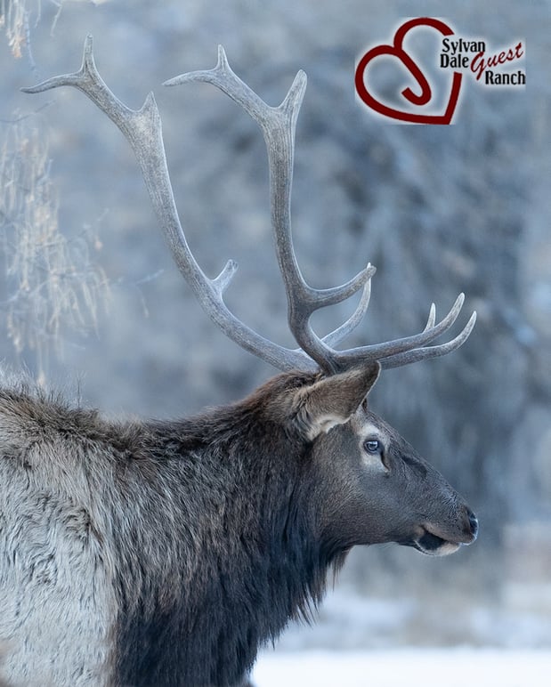 Images Sylvan Dale Guest Ranch & Wedding Venue