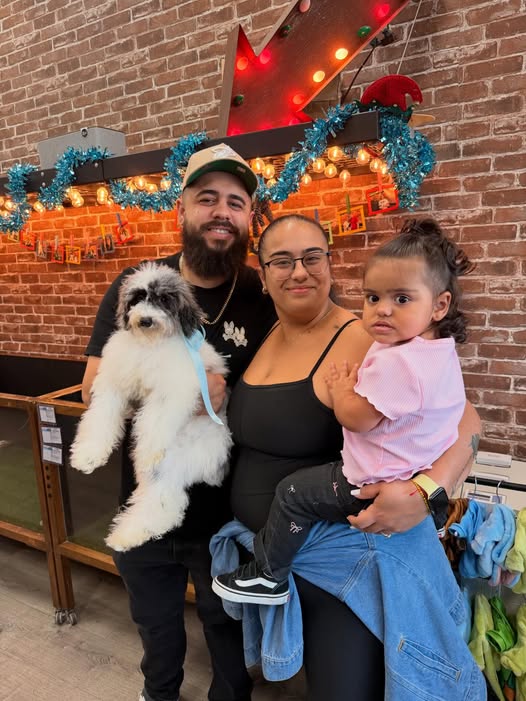 Puppies Direct Image