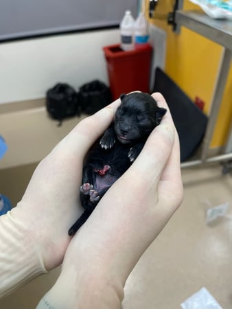 Images VCA West Los Angeles Animal Hospital