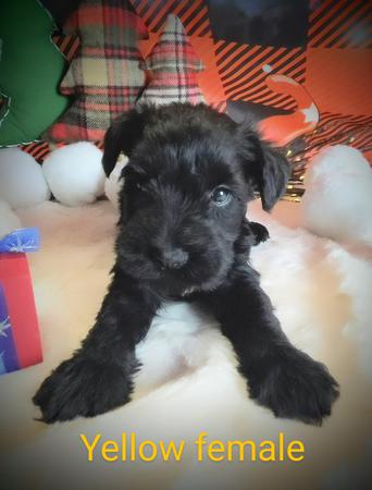 Images A'Lord Miniature Schnauzer