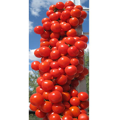 Images Pantaleo Agricoltura Srl