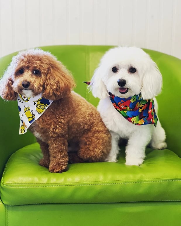 Images Pamper Your Pet II