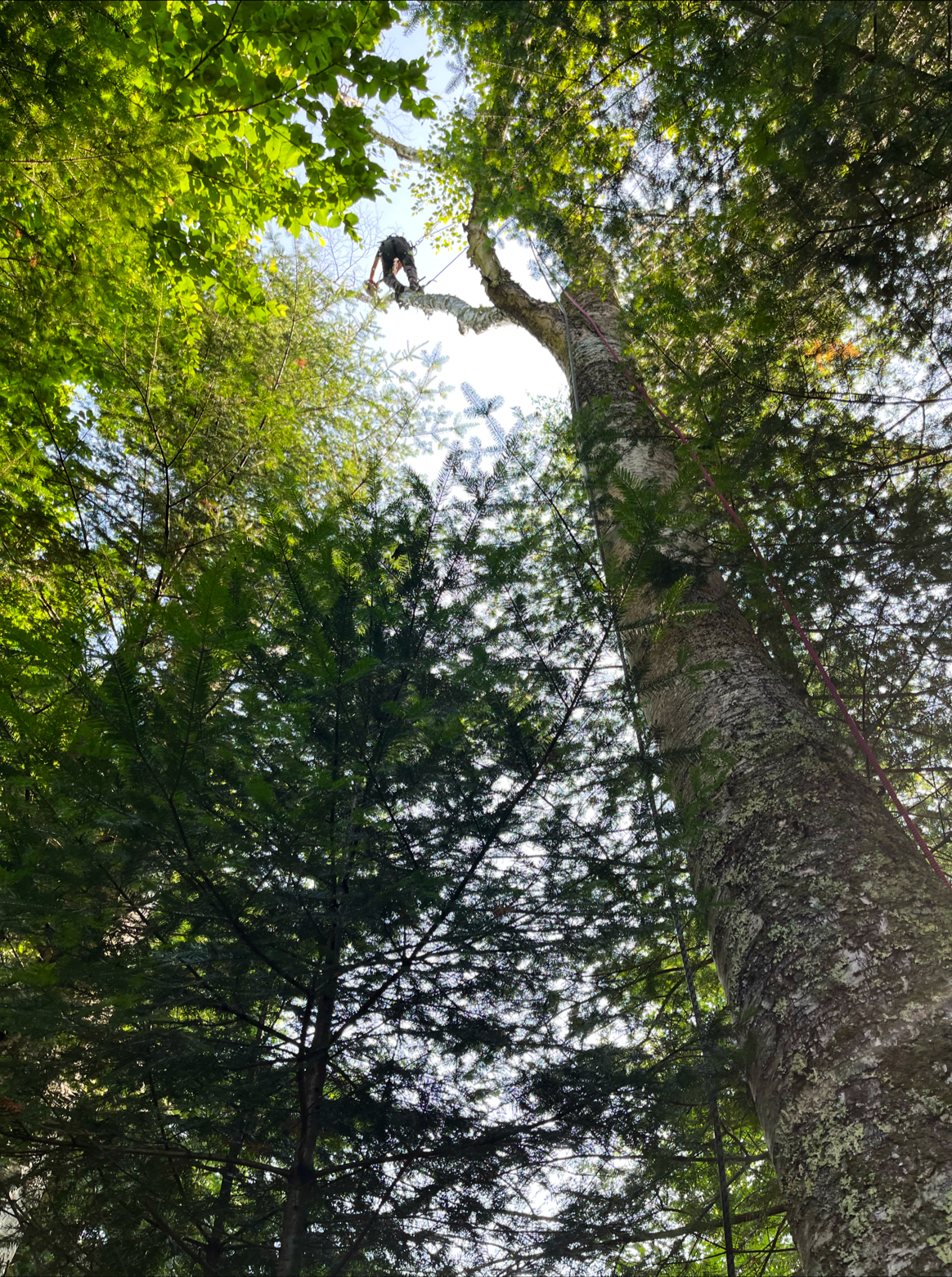 Images Élagage Frère d'Arbres