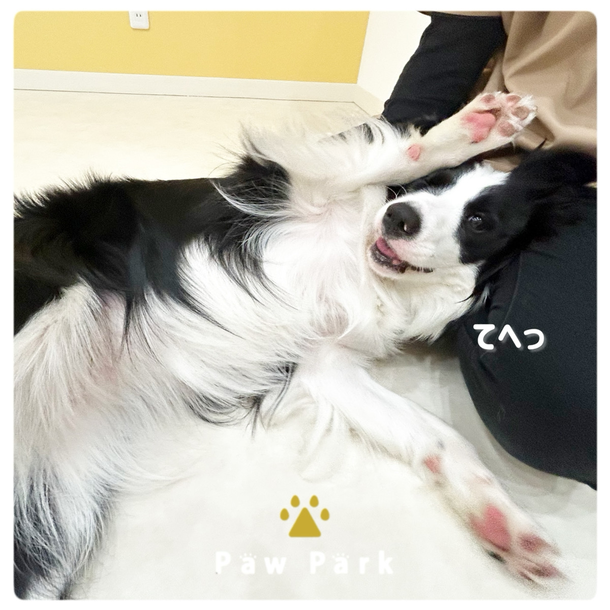Images PawPark 犬のようちえん 高槻店