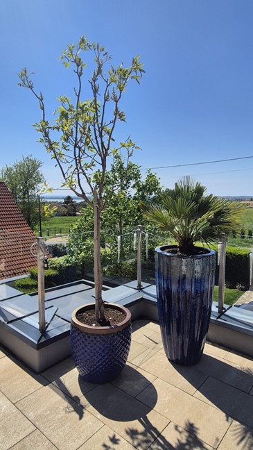 Images Terra Hungary - Olive trees and more